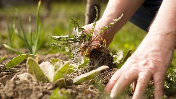 Balancing Early-Season Weed Suppression with Root Zone Bio-Activity